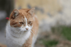 Porodica skrhana bolom: Mačak uginuo nakon što je odbranio mališane OD ZMIJE OTROVNICE