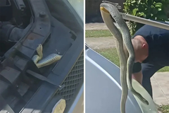 Ogromna zmija se uvukla ispod haube auta (VIDEO)