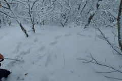 Medvjedi se probudili, traže hranu u blizini sela