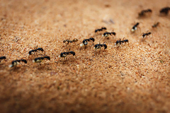 Evo kako se riješiti mrava proizvodom koji vjerojatno imate u kupaonici