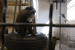 Dogovoren brak, ali srećom biće iz ljubavi: Romeo iz Češke i Julija iz Njemačke sreli su se u Beogradu