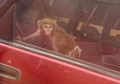 U Beogradu je sve moguće: Na zadnjem sjedištu automobila vozi se majmun