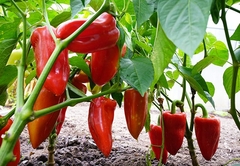  Uz njih posadite i OVE biljke! Evo kako da vam PAPRIKE RAĐAJU KAO NA JUGU