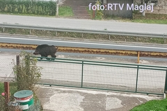 Drama u Maglaju: Divlja svinja upala na magistralu, udarala u auta pa napala djecu i žene