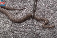 "Osjetio sam kako me nešto klepi" Muškarca ugrizao poskok nedaleko od kuće