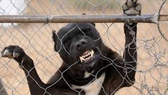 KRIVIČNA PRIJAVA PROTIV OCA DJEČAKA Pit bull preskočio ogradu i napao djecu, a nakon toga otac dječaka objesio psa