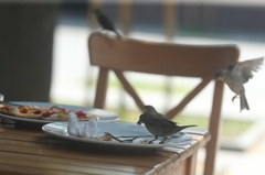 Pravilo 5 sekundi: Evo kako se zapravo trebate ponašati ako vam hrana ispadne na pod