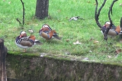 Mandarinke doletjele na Unu i Sanu