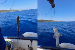 Otac i kćerka ulovili morskog psa kod Hvara, vratili ga u more