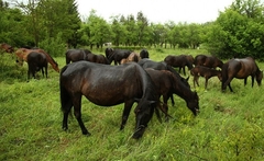 Slovenija želi zaštititi bosanskog brdskog konja, a BiH i dalje bez zakona