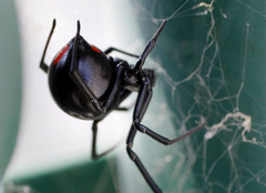 Važni za održavanje prirodne ravnoteže: Evo zašto naučnici upozoravaju da ne ubijate paukove u svojoj kući