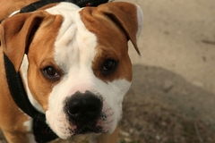 Američki staford napao dijete u Banjaluci, zgradom odjekivao vrisak