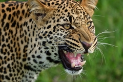 U Zoološkom vrtu u Subotici leopard usmrtio ženku, a zmija majmuna