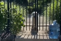 Zlatni retriver već devet godina svaki dan posjećuje svoje komšije
