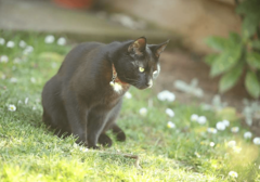 ZAŠTITA KUĆNIH LJUBIMACA U Rusiji počela vakcinacija životinja protiv korona virusa