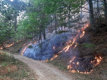 Rasplamsao se požar na Majevici