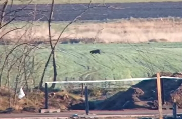 Kamere na srpsko-mađarskoj granici snimile crnog pantera u blizini naseljenog mjesta /VIDEO/