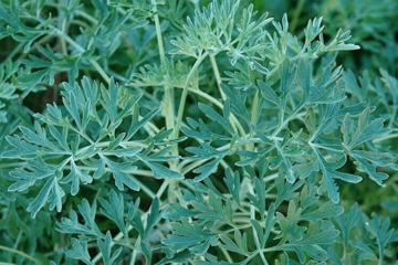 Lijek protiv koronavirusa raste u Hercegovini?