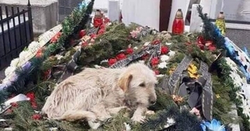 Rodbina preminulog vlasnika ga ne želi: Pas danima spava na grobu vlasnika