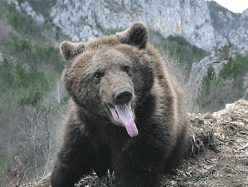 NAPAD VELIKE ZVIJERI Medvjed izgrizao čobanina i polomio mu obje ruke