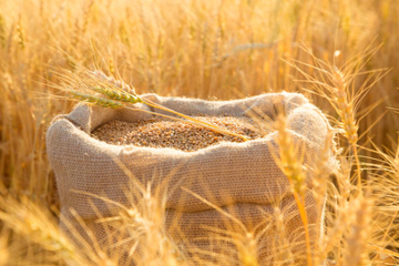 Očekuje se KOREKTAN odnos po pitanju otkupne cijene pšenice