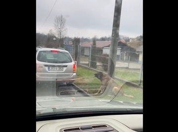 POLICIJA KAZNILA PROLAZNIKA SNIMATELJA Snimak okrutnosti prema psu uznemirio bh. javnost (VIDEO) 