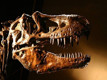 Fosil dinosaurusa na prodaji za šest miliona dolara