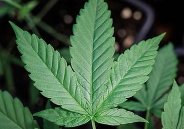 Sprema se pravilnik o uslovima za uzgoj konoplje u BiH: Ova biljka pročišćava zemlju te za njenu sadnju nisu potrebni pesticidi