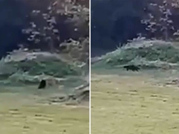 SNIMLJEN "PANTER" ?!! DA LI JE OVO PRIMJERAK NESTAO U AUSTRIJI? /VIDEO/ I dalje traje potraga u okolini Apatina