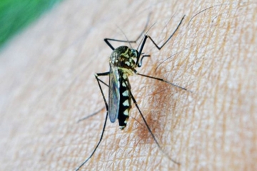 Nekoliko savjeta kako se riješiti komaraca