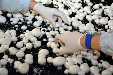 Gljivari ostali kratkih rukava