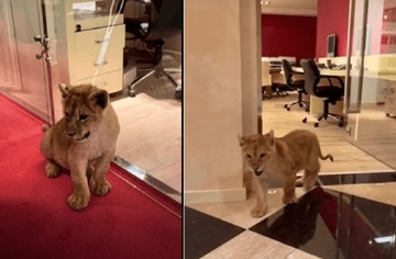 POTRAGA ZA ODBJEGLIM LAVOM ZAVRŠENA: Lav Simba  pronađen u Lapičićima kod Budve! /VIDEO/ 