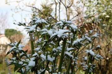 Voćari, pripremite se: Narednih dana mraz, posebno ugrožene breskve i trešnje