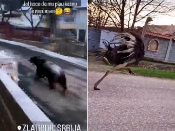 PANTER ZABORAVLJEN /VIDEO/: Građani u strahu zbog "trkačice" Joje, na Zlatiboru medvjed pod policijskom pratnjom