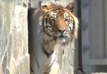 Tigrica pokušava da napravi snješka: Snimak koji je nastao u Rusiji postao hit na mrežama (VIDEO)