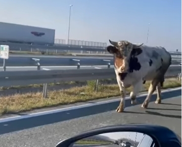 KORIDA NA AUTOPUTU Bik usporio saobraćaj (VIDEO)