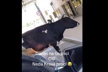 Samo u BiH: Krava blokirala granicu sa Crnom Gorom (VIDEO)