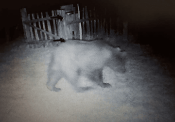 PONOVO SVRATIO DA SE ZASLADI Lovci snimili medvjeda u pčelinjaku kod Kostajnice