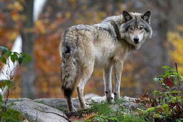 Užas u BiH: Vuk zaklao četiri psa i kozu na farmi