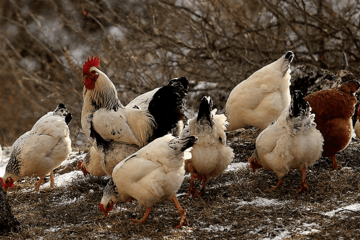 ZBOG PTIČIJEG GRIPA Masovno uništavanje živine u Holandiji