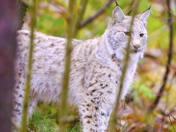 Lovci uslikali rijetku zvijer u BiH planini  (FOTO)