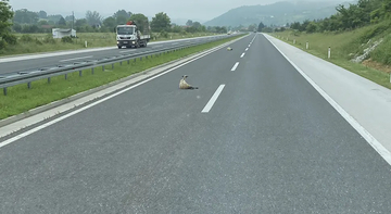 Vozači oprez: Ovce se "izležavaju" na auto-putu