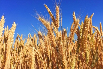 Pšenica u Srbiji na rekordnih 0,30 evra za kilogram