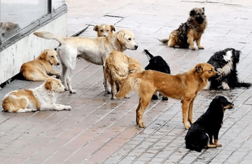 MJESEČNO SE UDOMI DO PET PASA Svaki drugi dan u Brčkom ispred azila osvane po jedno napušteno štene