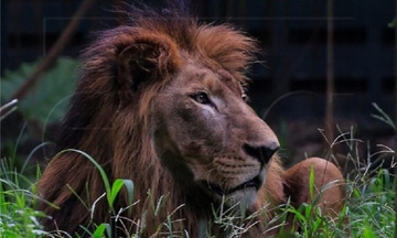 Proglasili uzbunu prvog stepena: Objavljena snimka bijega lavova (VIDEO)