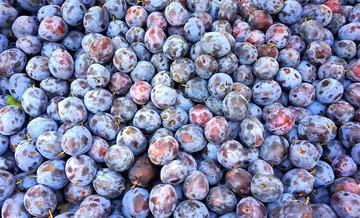 Šljiva sa Majevice na evropskom tržištu