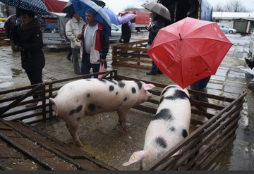 Cijena prasića sve masnija