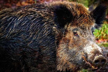 Krdo divljih svinja prošetalo Vogošćom (VIDEO)