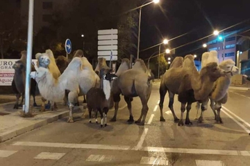 Kamile iz cirkusa pobjegle u šetnju