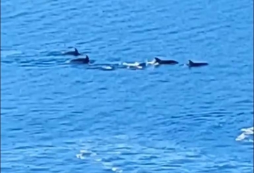 Jato delfina snimljeno u Neumu (VIDEO)